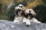 SHIH TZU 160